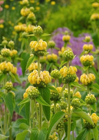 ЗАЛІЗНЯК Рассела